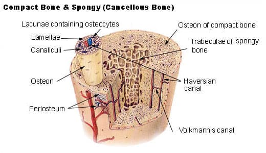 Cross-section of bone showing compact (cortical) and spongy (cancellous) tissue, the osteon and the periosteum.