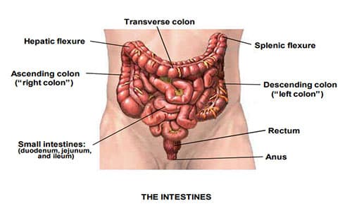 Anatomic drawing of the intestines, showing the segments of the colon and the rectum.