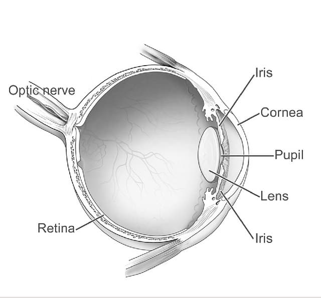 Cross-section of the human eye showing the cornea, iris, pupil, lens, retina and optic nerve.