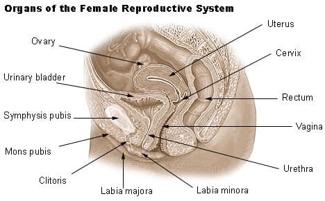 Organs of the female reproductive system — the uterus, ovaries, fallopian tubes, cervix and vagina.