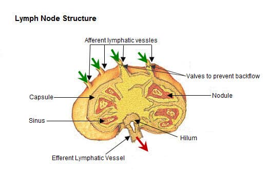 Structure of a lymph node — the afferent and efferent lymphatic vessels, capsule, sinus and nodules, the tissue involved in lymphomas.