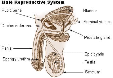 Sagittal view of the male reproductive system — the testes, scrotum, epididymis, ductus deferens, penis, prostate and seminal vesicle.