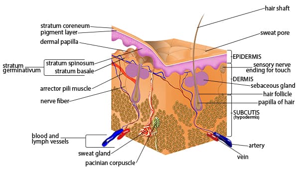 Cross-section of the skin — the epidermis, dermis and subcutis, with hair follicles, glands, nerves and blood vessels.