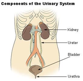 The urinary system — the kidneys filter blood to form urine, which drains through the ureters into the bladder and leaves via the urethra.