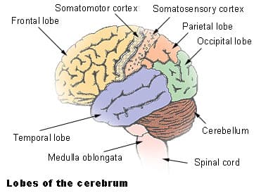 Lateral view of the brain showing the lobes of the cerebrum, the cerebellum, the medulla oblongata and the spinal cord.