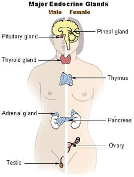 Overview of the endocrine system — the pituitary, thyroid, parathyroid, adrenal glands, pancreas and gonads.