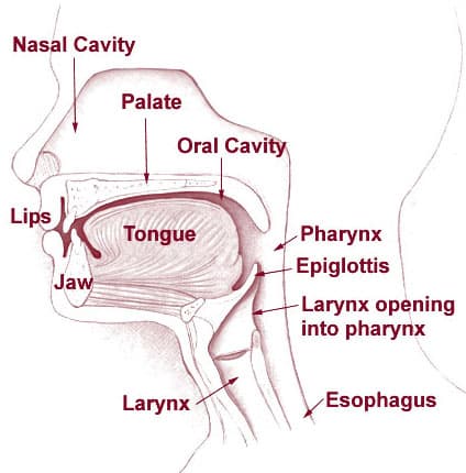 Side view of head and neck anatomy — the nasal and oral cavities, tongue, palate, pharynx, epiglottis and larynx.