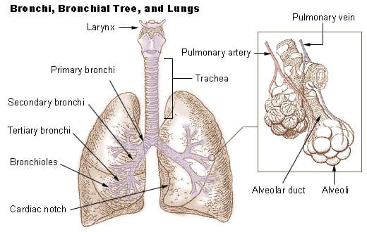 Anatomy of the respiratory system: the trachea branching into bronchi and bronchioles, ending in the alveoli of the lungs.